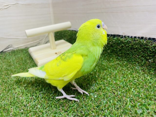 セキセイインコ