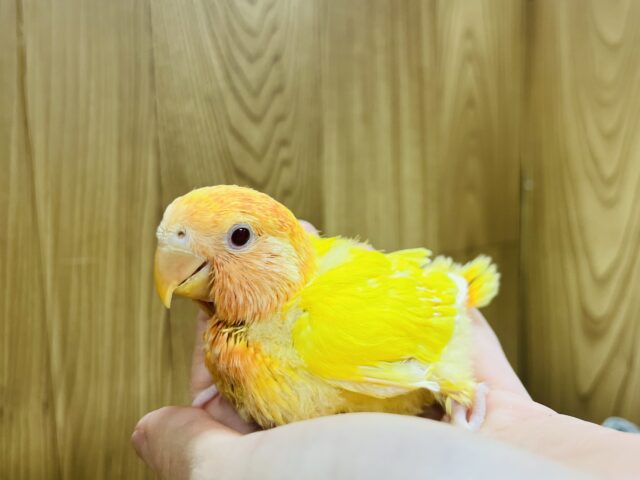 コザクラインコ（小桜インコ）