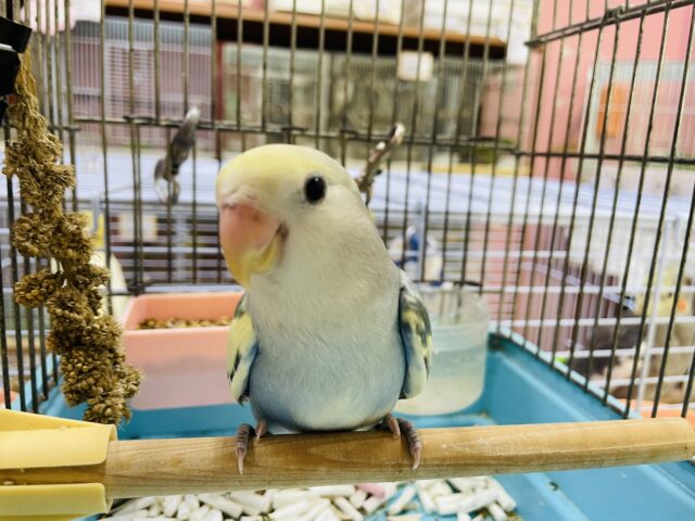 コザクラインコ（小桜インコ）
