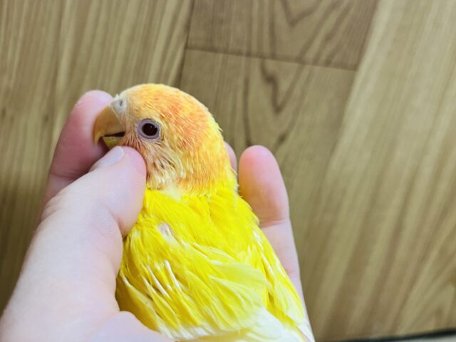 コザクラインコ（小桜インコ）