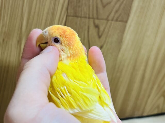 コザクラインコ（小桜インコ）