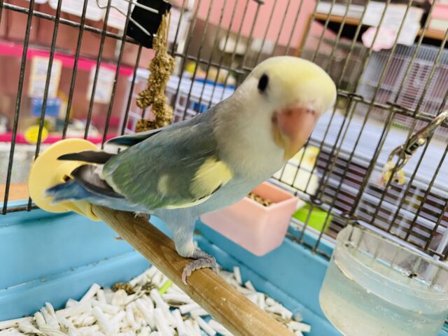コザクラインコ（小桜インコ）