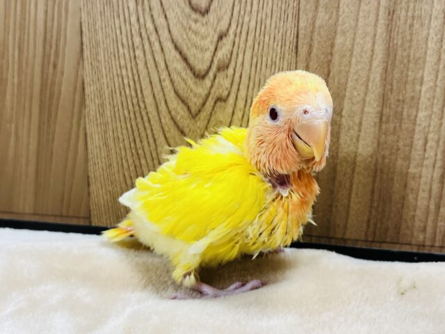 コザクラインコ（小桜インコ）