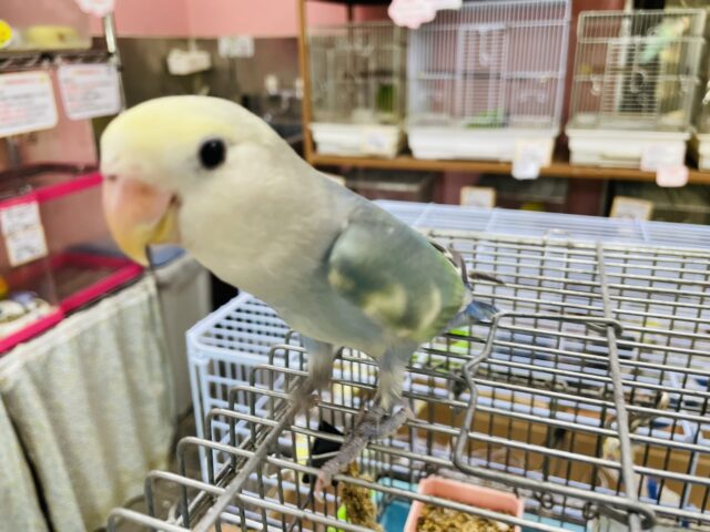 コザクラインコ（小桜インコ）