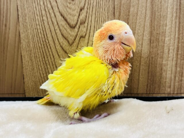 コザクラインコ（小桜インコ）