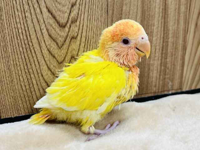 コザクラインコ（小桜インコ）