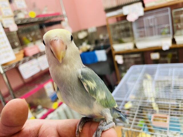 コザクラインコ（小桜インコ）