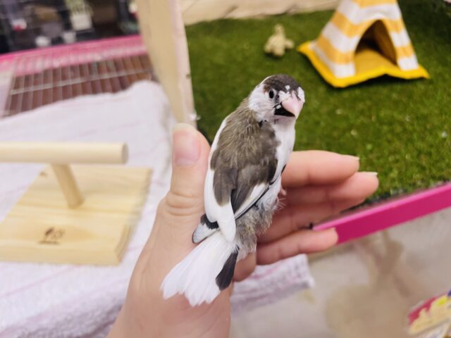 十姉妹（ジュウシマツ）