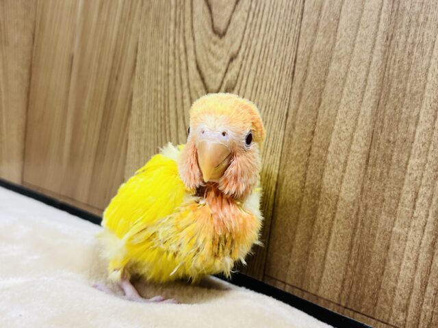 コザクラインコ（小桜インコ）