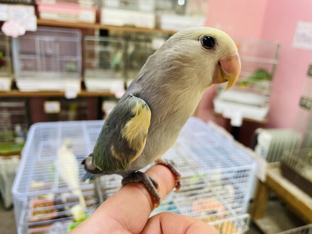 コザクラインコ（小桜インコ）