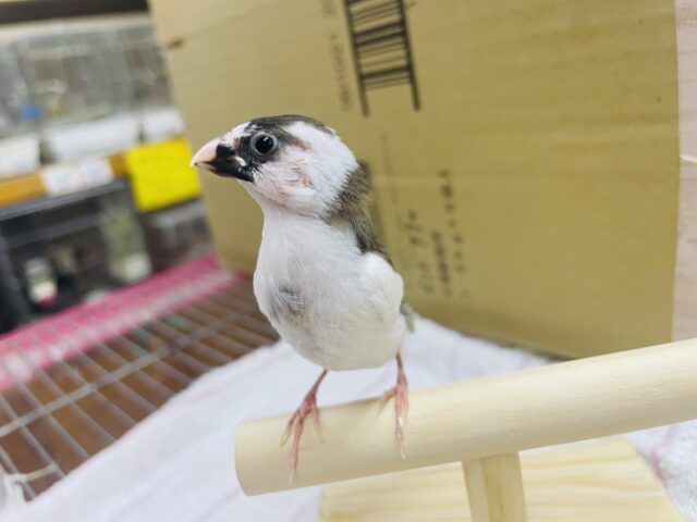 十姉妹（ジュウシマツ）