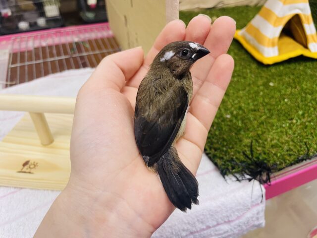 十姉妹（ジュウシマツ）