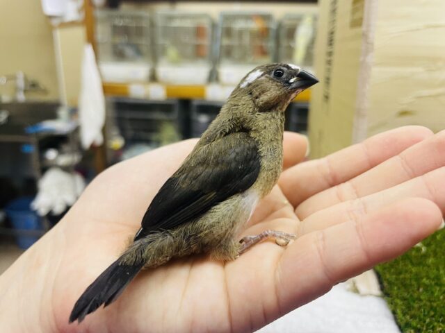 十姉妹（ジュウシマツ）