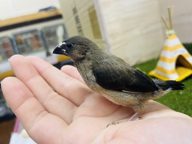 十姉妹（ジュウシマツ）