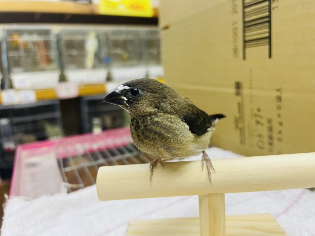 十姉妹（ジュウシマツ）