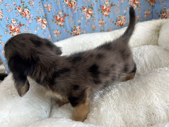 ミニチュアダックス