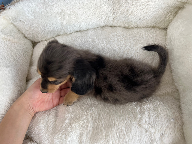 ミニチュアダックス