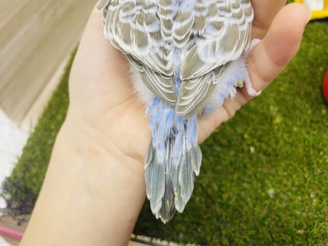 ジャンボセキセイインコ