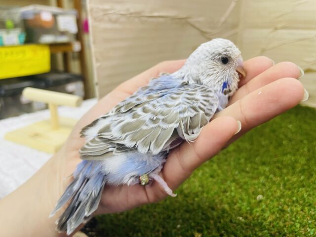 ジャンボセキセイインコ