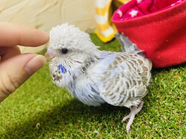 ジャンボセキセイインコ
