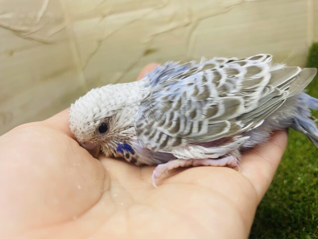 ジャンボセキセイインコ