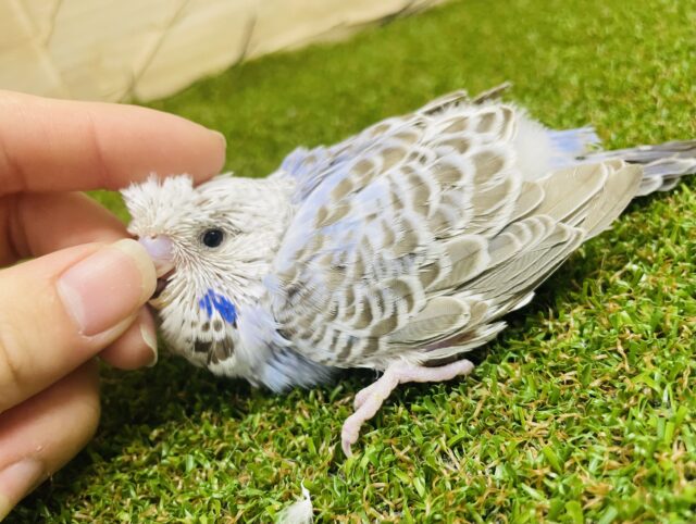 ジャンボセキセイインコ
