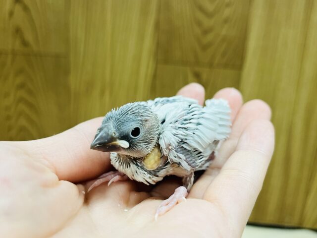 シルバー文鳥