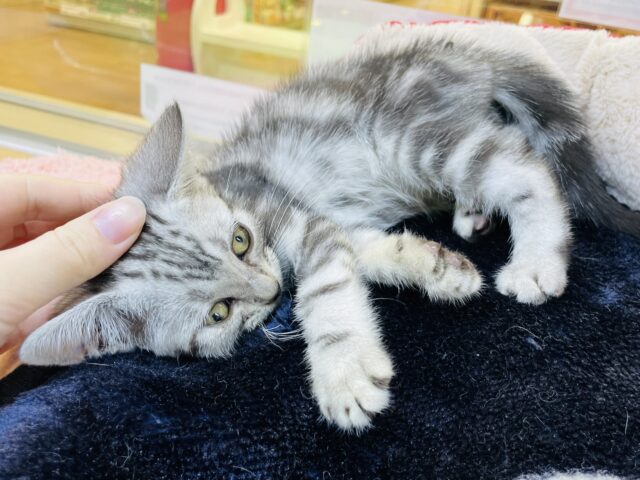 アメリカンショートヘア