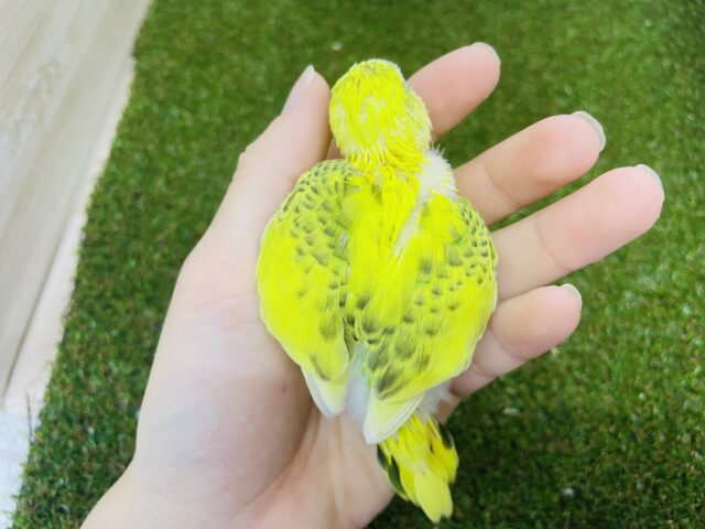 セキセイインコ