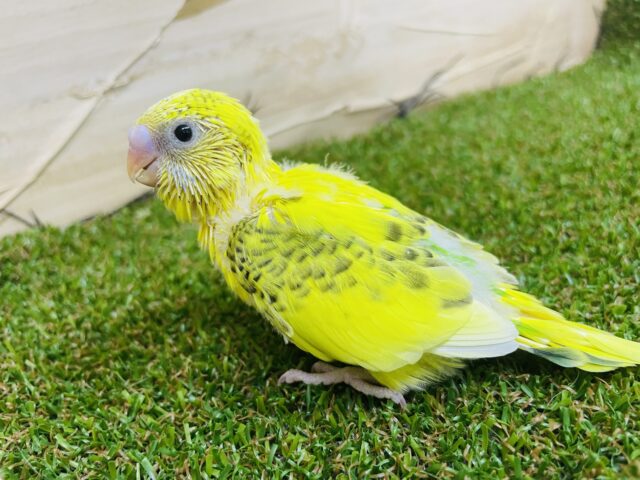 セキセイインコ