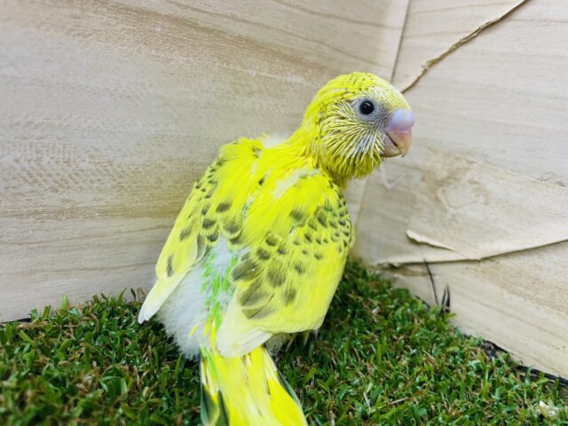 セキセイインコ