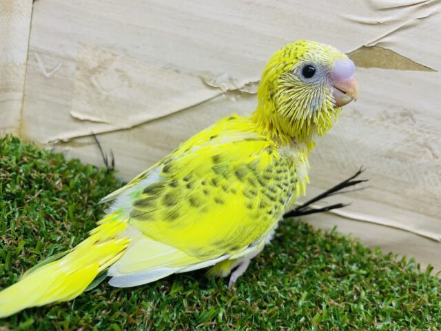 セキセイインコ