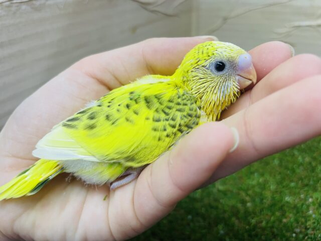 セキセイインコ