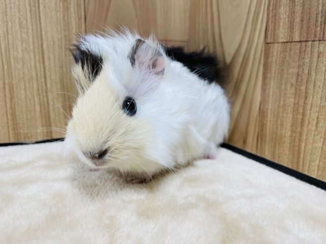 アビシニアンモルモット