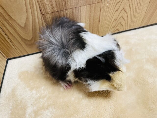 アビシニアンモルモット