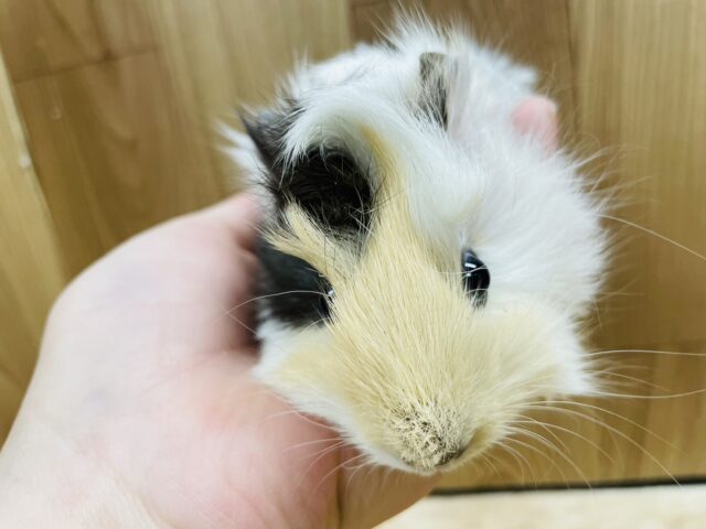 アビシニアンモルモット