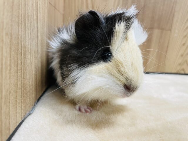 アビシニアンモルモット