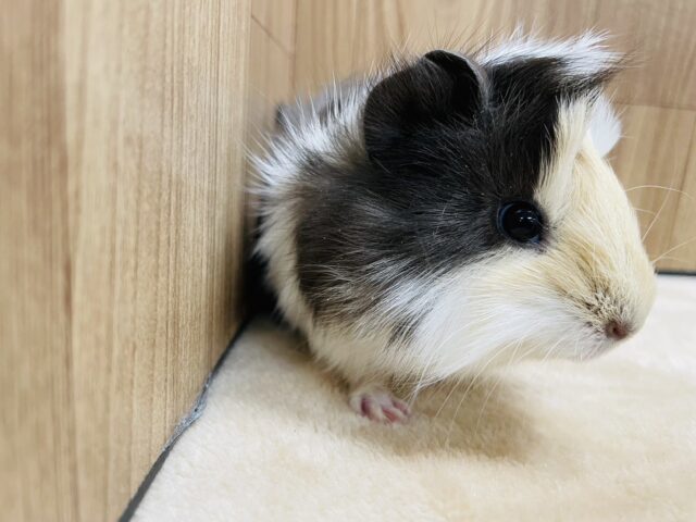 アビシニアンモルモット