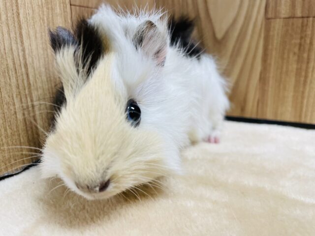 アビシニアンモルモット