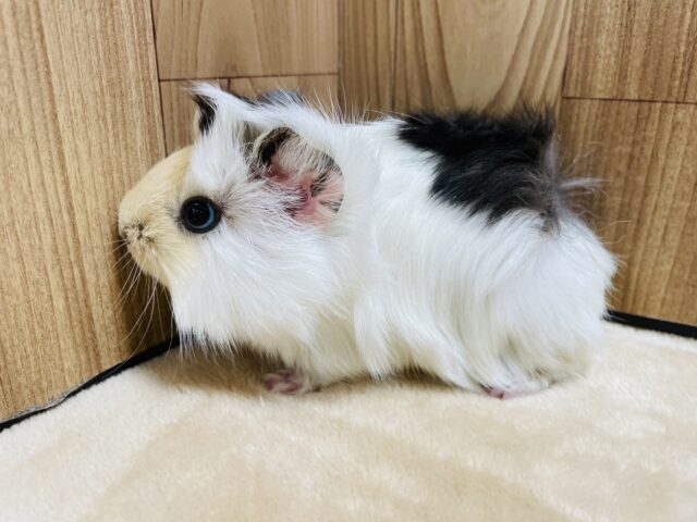 アビシニアンモルモット