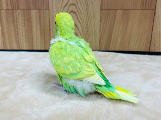 セキセイインコ