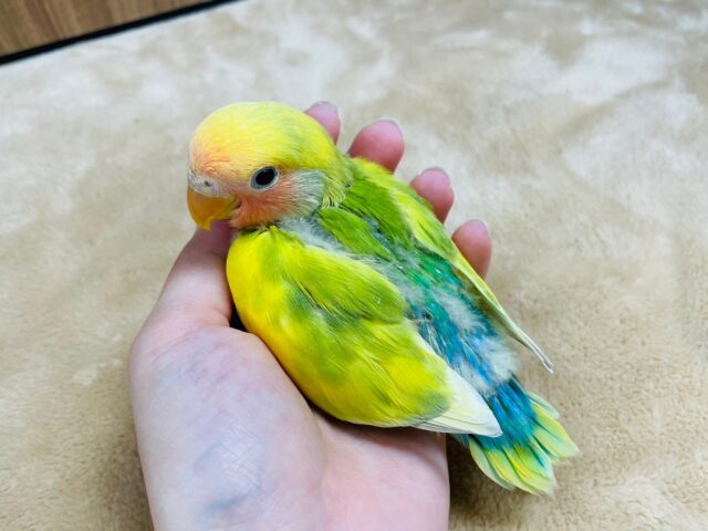 コザクラインコ（小桜インコ）