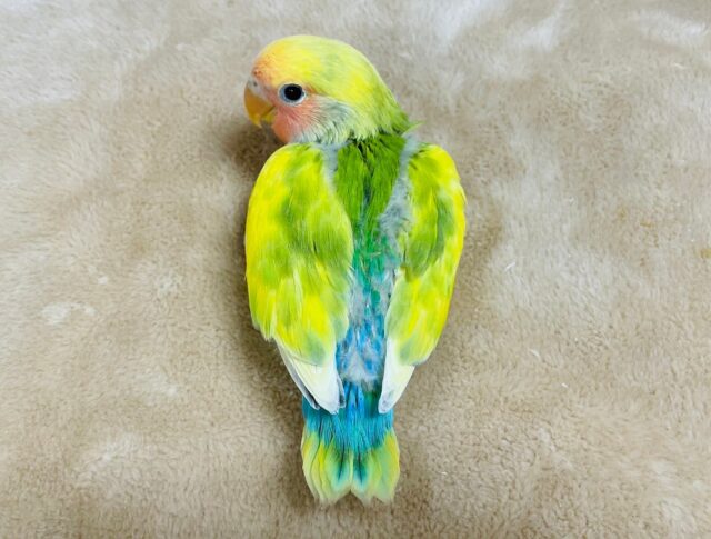 コザクラインコ（小桜インコ）