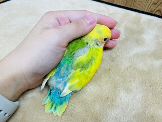 コザクラインコ（小桜インコ）