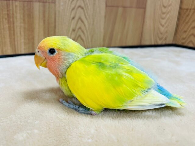 コザクラインコ（小桜インコ）