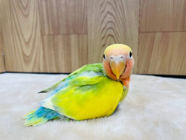 コザクラインコ（小桜インコ）