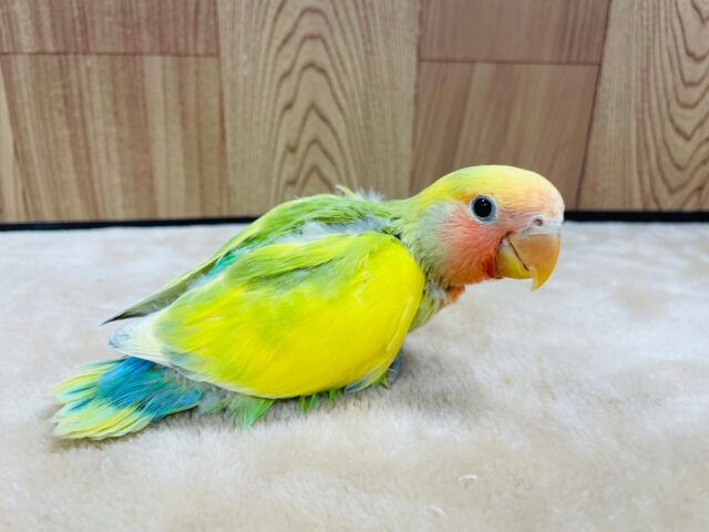 コザクラインコ（小桜インコ）
