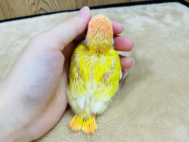 コザクラインコ（小桜インコ）