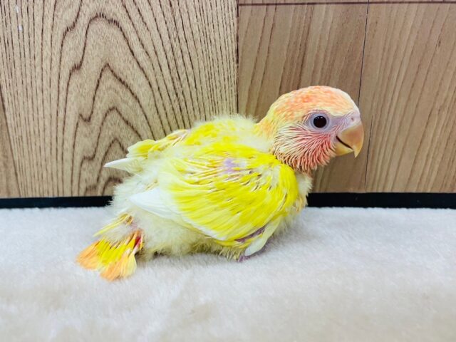コザクラインコ（小桜インコ）