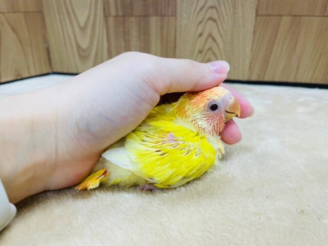 コザクラインコ（小桜インコ）